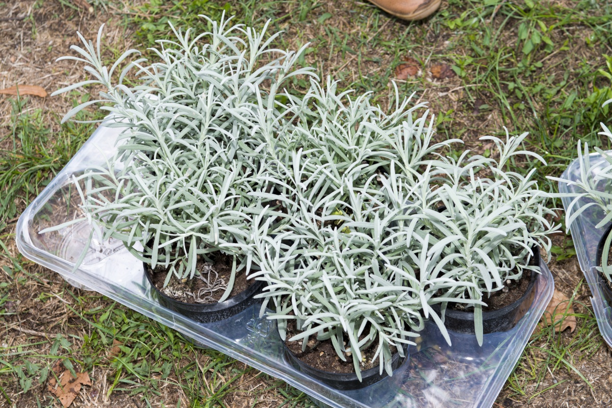 Social Team Building per Heineken Italia - 35