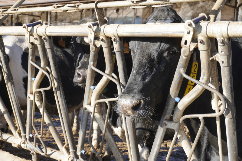 Team building natalizio per Xiaomi in cascina vicino Milano - 1