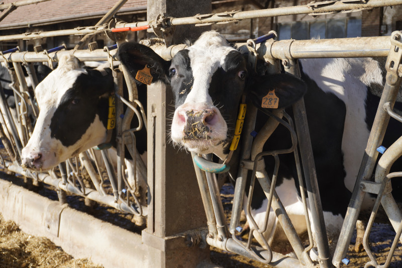 Team building natalizio per Xiaomi in cascina vicino Milano - 17