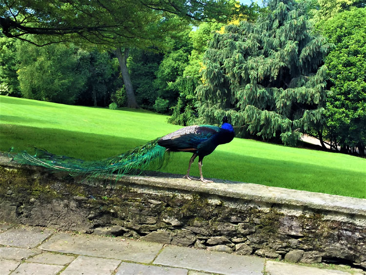 Canadian Solar Tour Incentive Isole Borromee - 2